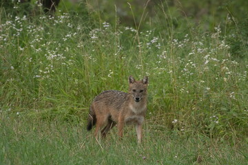 Golden jackal