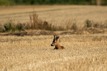 A beautiful roe deer in the field