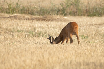 A beautiful roe deer in the field