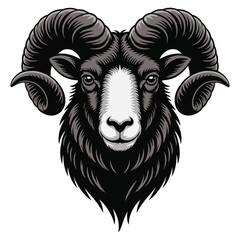 black and white sheep