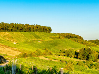 Obraz premium Weinberge im Hochsommer