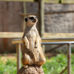 Standing meerkat over a rock in a zoo