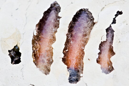 Mud dauber wasp clay chamber with pupae &ndash; invasive insect in the Czech Republic (Sceliphron curvatum).