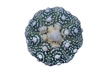 Astrophytum asterias ISW mixed Hanazono isolated on transparent background png file