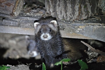 Fototapeta premium The European polecat (Mustela putorius) leaves its den after dusk. Nature of Czech republic.
