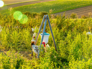 Freilaufende Hühner am Hühnerwagen