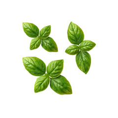 Fresh Green Basil Leaves Isolated on Black Background
