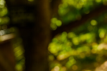 木漏れ日の中の緑と黄色の美しいボケ背景