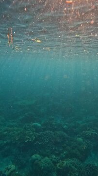 Colorful Sea Life Around Coral Reef in Bright Ocean Water