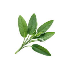 Obraz premium Fresh Sprig of Sage Leaves Isolated on Black Background