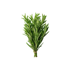 Obraz premium Fresh Bundle of Rosemary Sprigs Isolated on Black Background