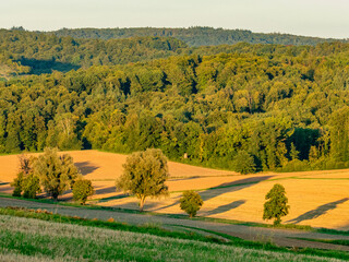 Fototapeta premium Agrarlandschaft im Hochsommer