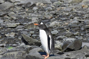 Obraz premium Penguin on a rocky Antarctica shore