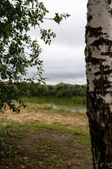 Fototapeta premium tree on the hill