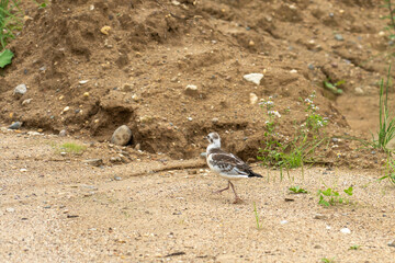 grown chick of black-headed gull