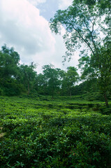 Obraz premium Lush Green Landscape Photo with Cloudy Sky Nature Scene Trees and Foliage in a Natural Artistic Style