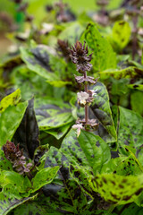 variegated basil