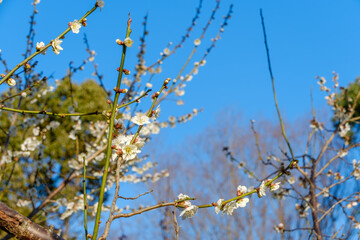 青空に映える白梅の枝と蕾
