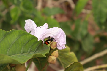 Close-up of a Black Beetle Insect on White Background
