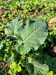 Close-up of a vibrant green cabbage leaf with morning dew drops, growing in an organic garden. The image symbolizes fresh produce and healthy, sustainable agriculture.