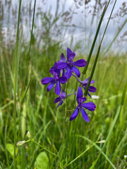 Field larkspur flowers in vibrant purple color surrounded by green grass in a meadow