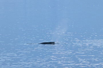 Naklejka premium Whale swimming in the Southern Ocean