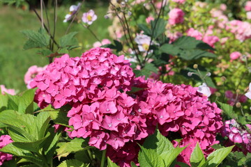 Fototapete bei efototapeten.de bestellen   