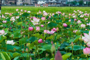 田園に広がるピンク色の蓮の花畑