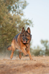 German shepherd running