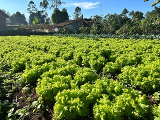 A vibrant field of fresh green lettuce growing under a clear sky. This image captures the beauty of...