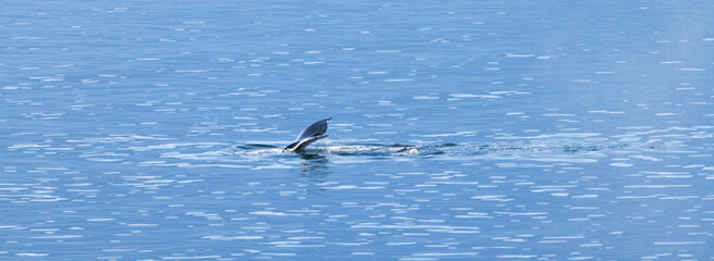 Whale swimming in the Southern Ocean