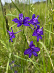 Field larkspur flowers in stunning purple shades blooming in a lush green meadow