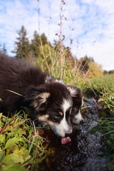 Obraz premium Two dogs are drinking water from a stream