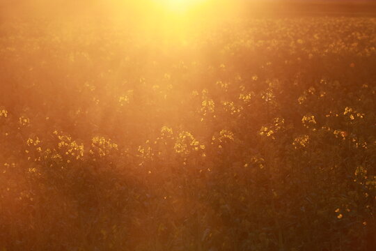 Field of yellow flowers with the sun shining on them