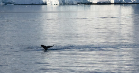 Whale swimming in the Southern Ocean