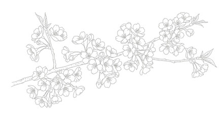 Delicate line drawing of a blossoming cherry branch, showcasing numerous small flowers and leaves.
