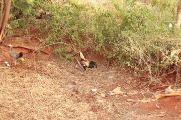 Cock and Hen Roaming Freely in Countryside Farmyard