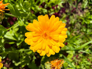Calendula flower in bright orange-yellow color blooming in a lush garden