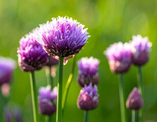 Close-up shot of vibrant purple chive blossoms in a field of green blur