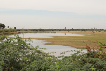 Green Harvesting Land for Agriculture with Fresh Crops and Natural Landscape