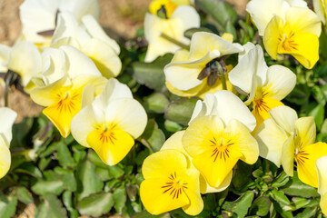 黄色と白のパンジーの花畑