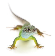 Close-up of green lizard