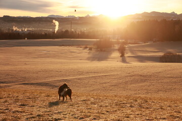 Dog is standing in a field with a sun in the background