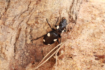 Close-up of a Black Beetle Insect on White Background