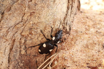 Close-up of a Black Beetle Insect on White Background