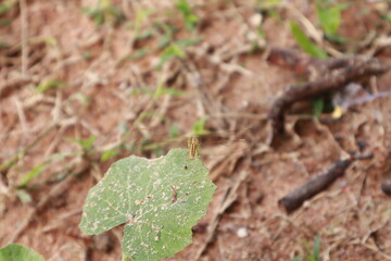 ants on the grass