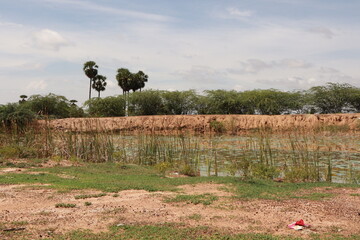 Green Harvesting Land for Agriculture with Fresh Crops and Natural Landscape