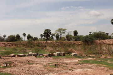 Green Harvesting Land for Agriculture with Fresh Crops and Natural Landscape