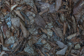 森の地面を埋め尽くす、朽ちた落ち葉の背景テクスチャ。茶色やグレーの様々な枯れ葉が重なり合い、自然なパターンを作り出している。生命の循環や季節の終わり、オーガニックなテーマに最適な素材。

