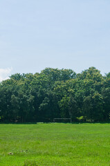 Serene Landscape Photography Featuring Lush Green Fields and Towering Trees Under a Clear Blue Sky Nature Inspired Imagery